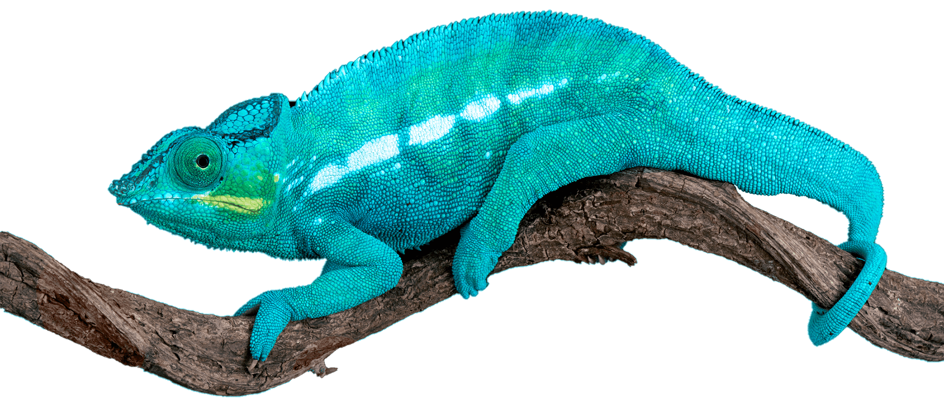 chameleon on branch